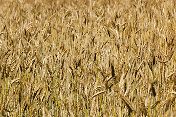 Image showing ripe yellow cereals