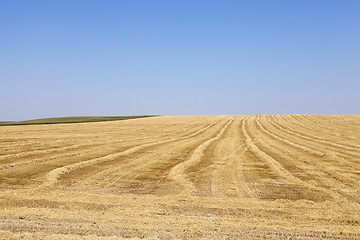 Image showing farm field cereals