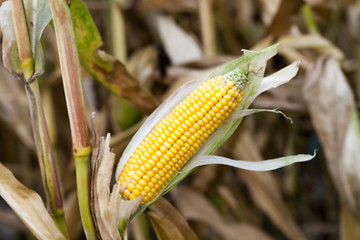 Image showing mature corn crop