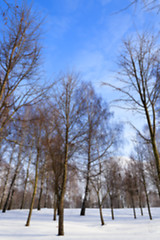 Image showing Birch tree in winter