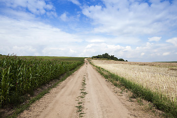 Image showing Green corn field