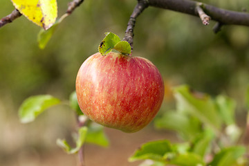 Image showing Apple on a branch