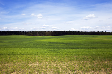 Image showing cultivation of cereals. Spring