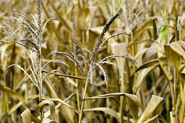 Image showing field with mature corn