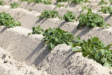 Image showing Agriculture, potato field