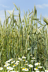 Image showing immature cereals , field