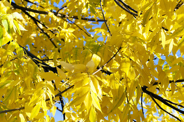 Image showing autumn in the park