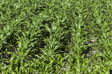 Image showing Green corn field