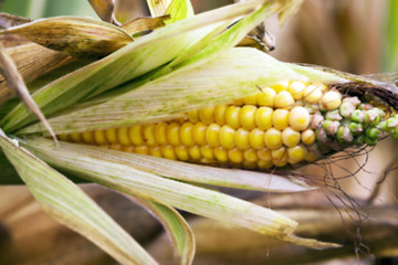Image showing agricultural field , defocus