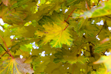 Image showing autumn in the park