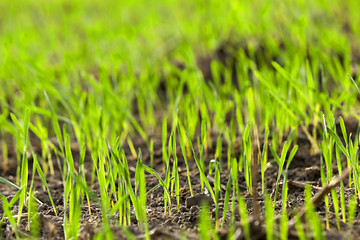 Image showing young grass plants, close-up