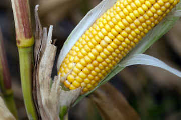 Image showing mature corn crop