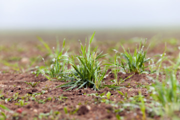 Image showing young grass plants, close-up