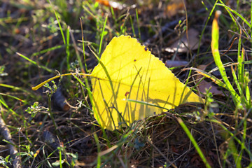 Image showing autumn in the park