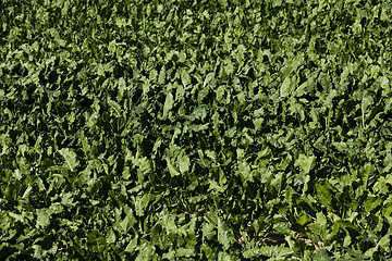 Image showing Field with sugar beet