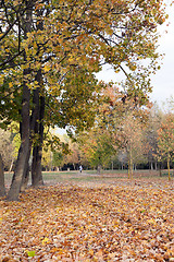 Image showing Park in autumn