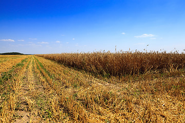 Image showing mature cereals , harvest