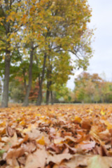 Image showing autumn in the park