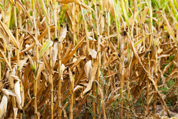 Image showing mature corn crop