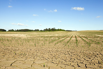 Image showing cracked earth in the field