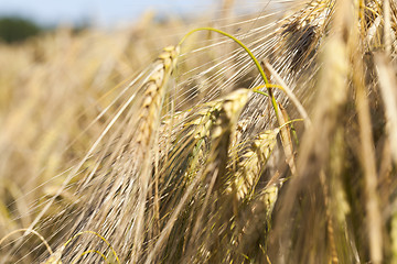 Image showing ripe yellow cereals