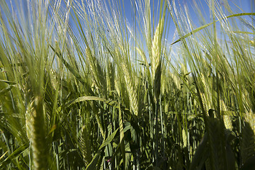 Image showing immature grass sky