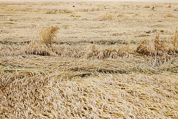 Image showing ripe yellow cereals