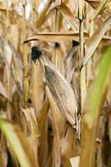 Image showing mature corn crop