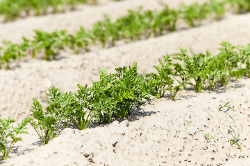 Image showing green carrot field