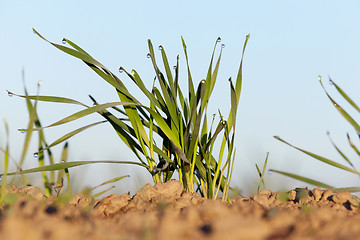 Image showing young grass plants, close-up