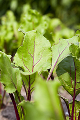 Image showing Field with red beetroot