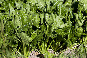 Image showing Field with sugar beet