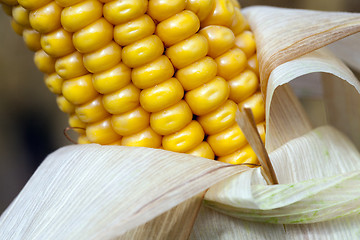 Image showing ripe corn, autumn