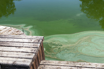 Image showing Water in the swamp