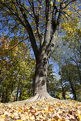 Image showing yellowing leaves on the trees