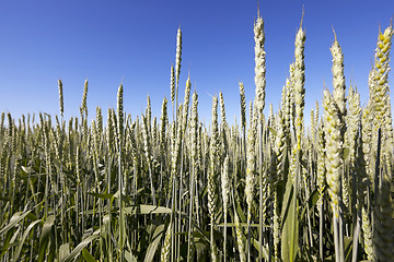 Image showing immature green grass