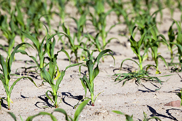 Image showing Field of green corn