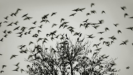 Image showing Birds flying away from the tree 