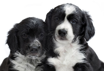 Image showing puppies on white background