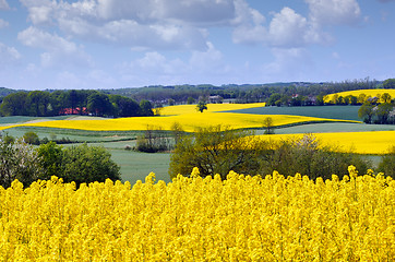 Image showing Yellow rapeseed field in the spring 