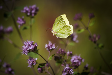 Image showing flying brimstone butterfly