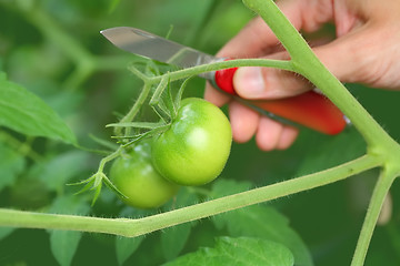 Image showing green tomato