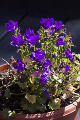 Image showing dalmatian bellflower