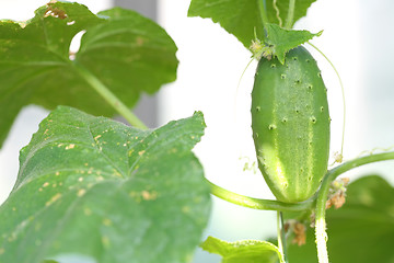 Image showing Cucumber on Branch