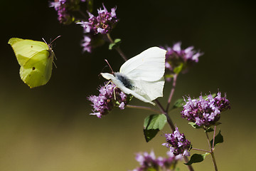 Image showing butterflies