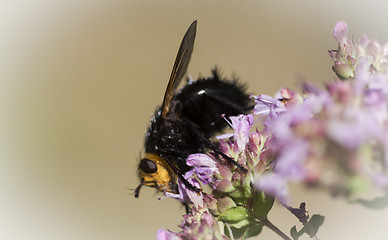 Image showing fly