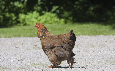 Image showing brown hen