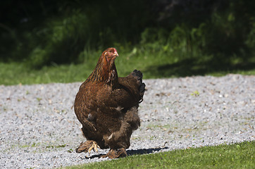 Image showing hen