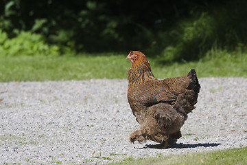 Image showing out for a walk