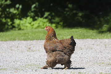 Image showing brown hen